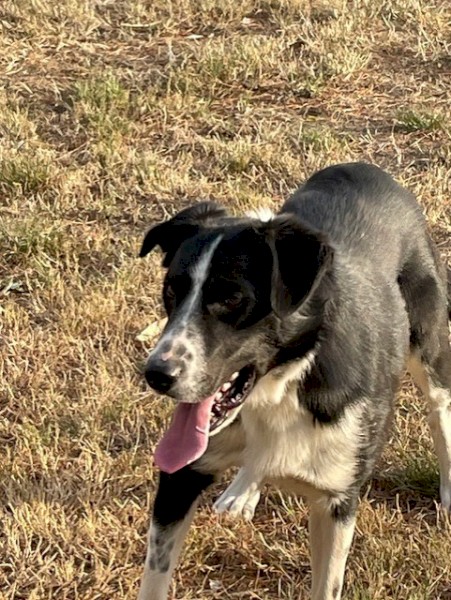 Border Collie 