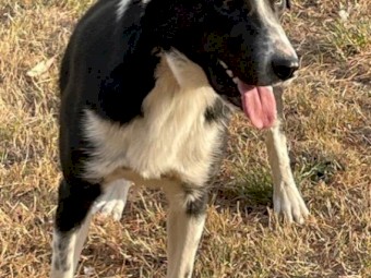 Border Collie 