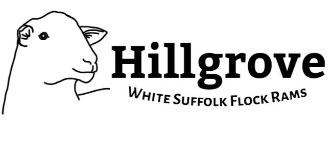 White Suffolk Flock Rams x 50