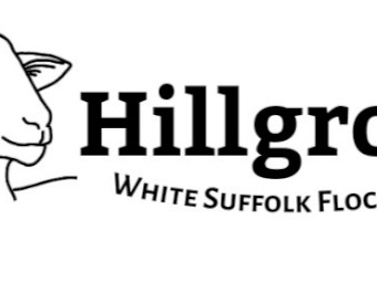 White Suffolk Flock Rams x 50