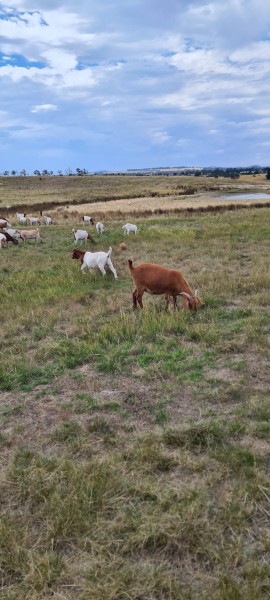 Boer X Wether's