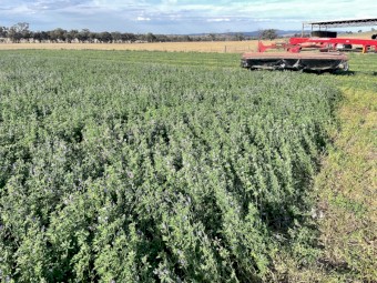 70mt Lucerne Hay 8x4x3 Bales