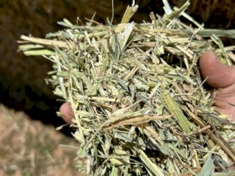 24/25 Wheaten Hay
