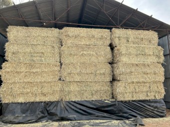 24/25 Wheaten Hay