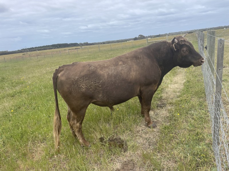 Dexter x Galloway  Bull