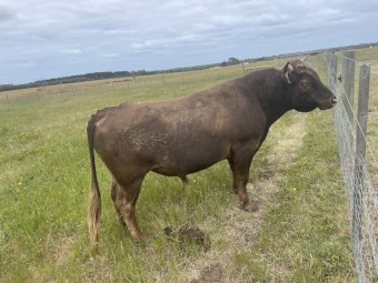 Dexter x Galloway  Bull