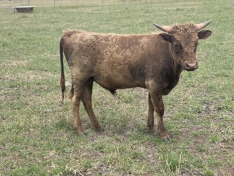 Miniature Dexter Bulls x 2