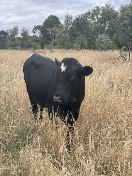 Dexter X Bull 
