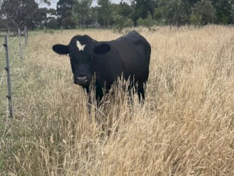 Dexter X Bull 