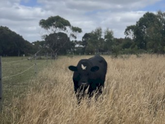 Dexter X Bull 