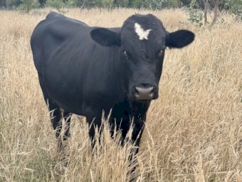 Dexter X Bull 