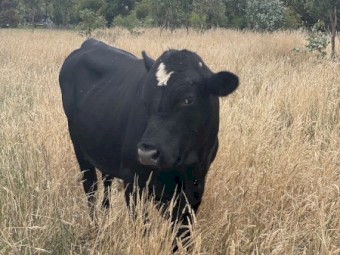 Dexter X Bull 