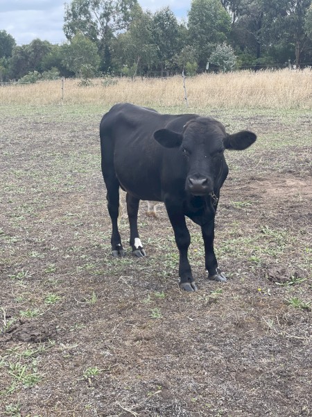 Dexter X Bull