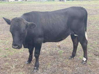 Dexter X Bull