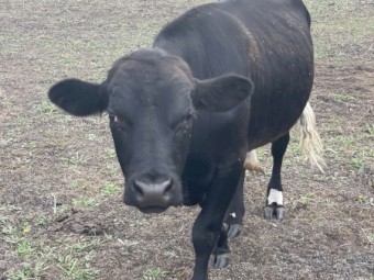 Dexter X Bull