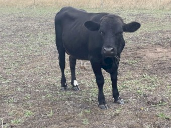 Dexter X Bull