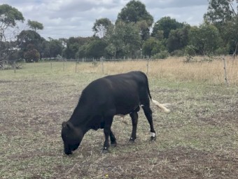Dexter X Bull