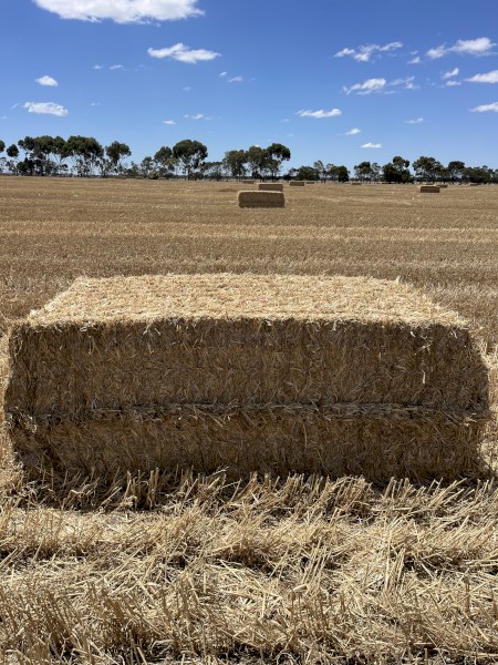Wheat Straw