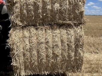 Wheat Straw