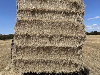 Wheat Straw