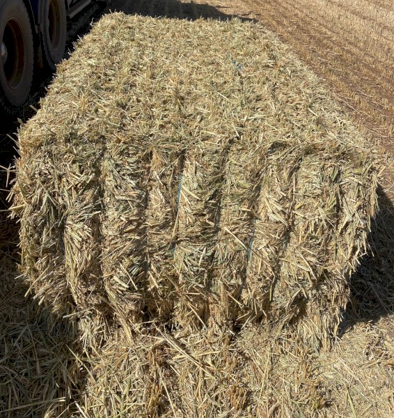 Wheaten Hay 8x4x3 Bales