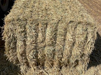 Wheaten Hay 8x4x3 Bales