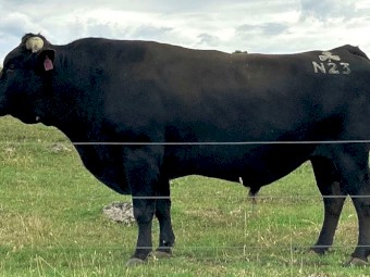 Wagyu Full Blood (Stud) Bulls for sale
