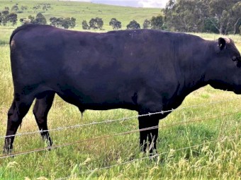 Wagyu Full Blood (Stud) Bulls for sale