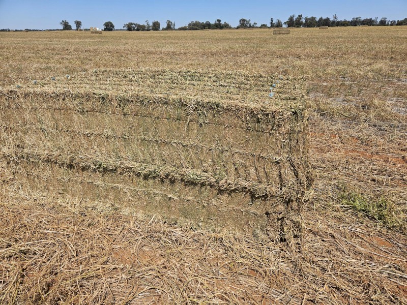 Vetch Hay, A1, 24 season, HD 8x4x3 Bales