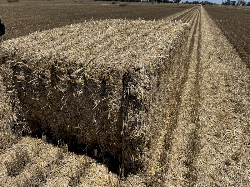 200 tons Wheaten Straw 530kg 8x4x3 Bales