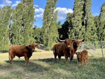 Highland Cows