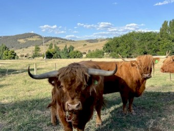 Highland Cows