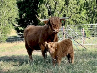 Highland Cows