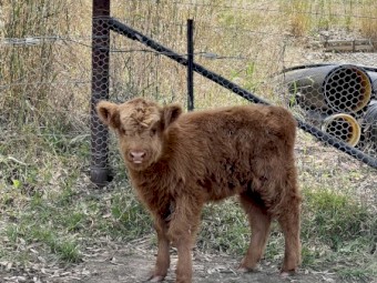 Highland Cows