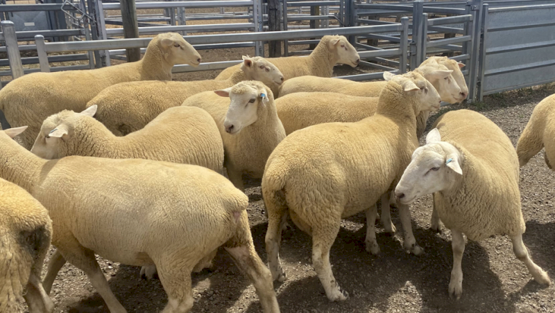 White Suffolk Rams