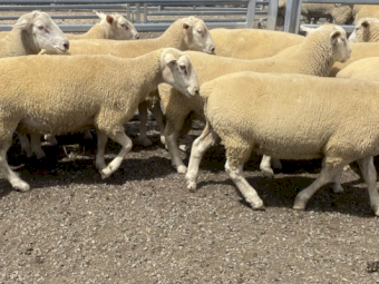 White Suffolk Rams