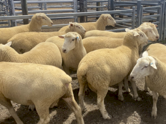 White Suffolk Rams