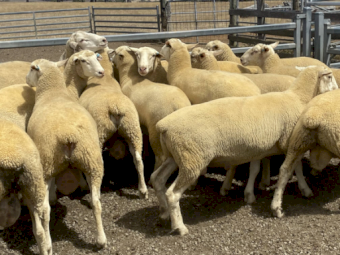 White Suffolk Rams