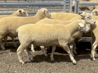 White Suffolk Rams
