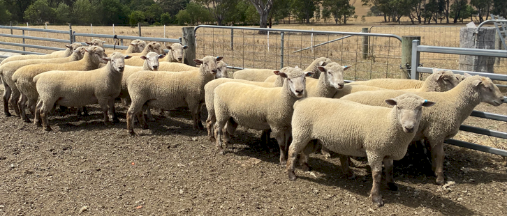 South Suffolk Rams