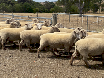South Suffolk Rams