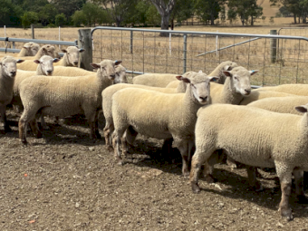 South Suffolk Rams