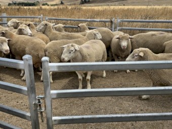 20 x Poll Dorset x white suffolk