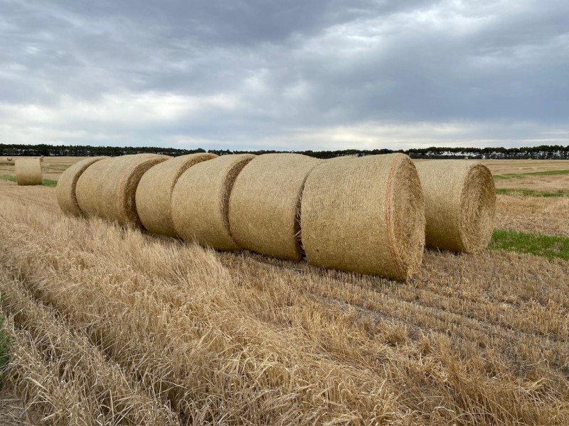 280 x Barley Straw 5x4 Rolls