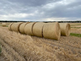 280 x Barley Straw 5x4 Rolls