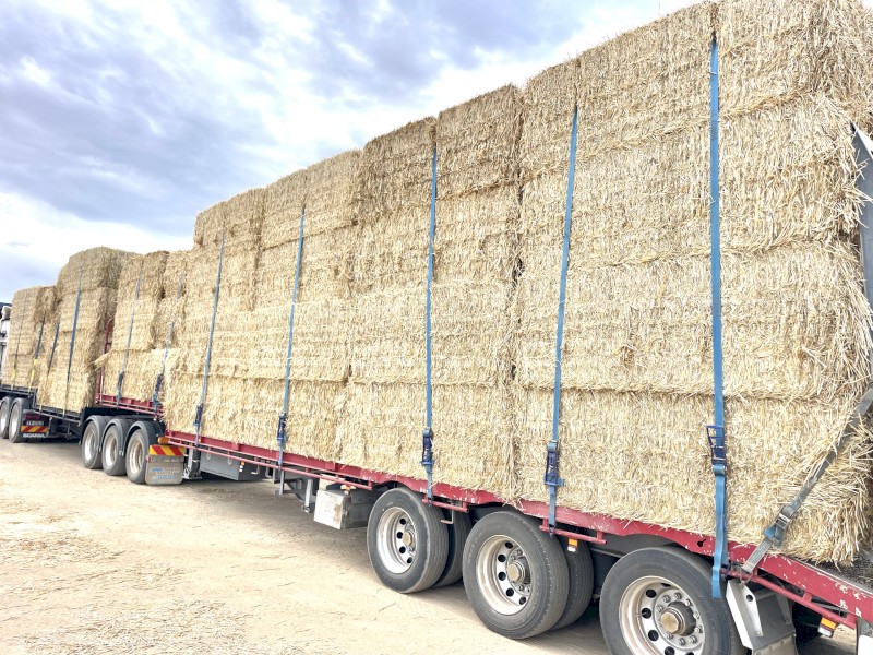 1000 x Windrowed Wheat Straw 8x4x3 Bales