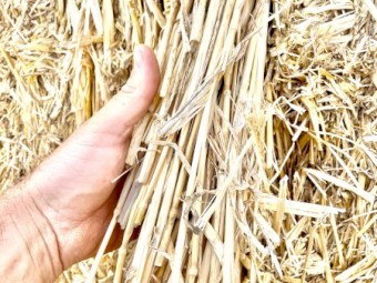 1000 x Windrowed Wheat Straw 8x4x3 Bales