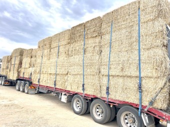 1000 x Windrowed Wheat Straw 8x4x3 Bales