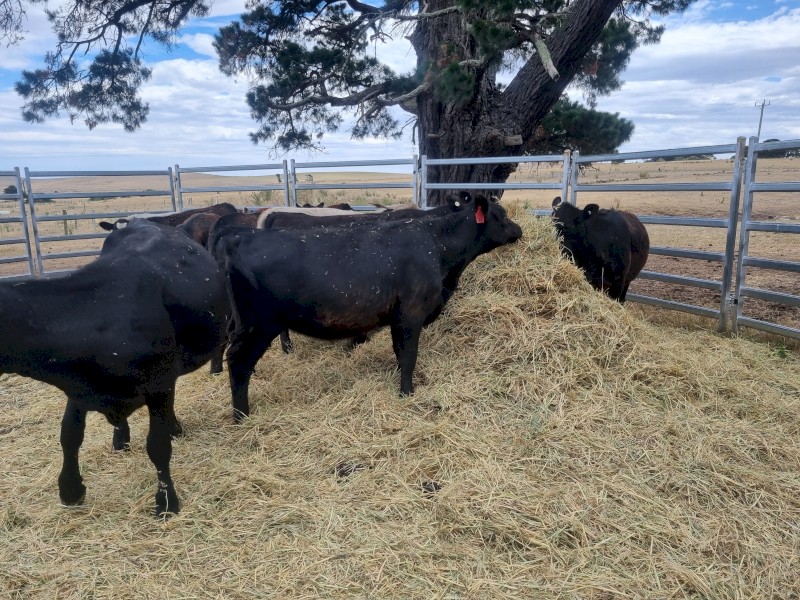 Angus weaners 