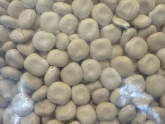 Albus  Lupins